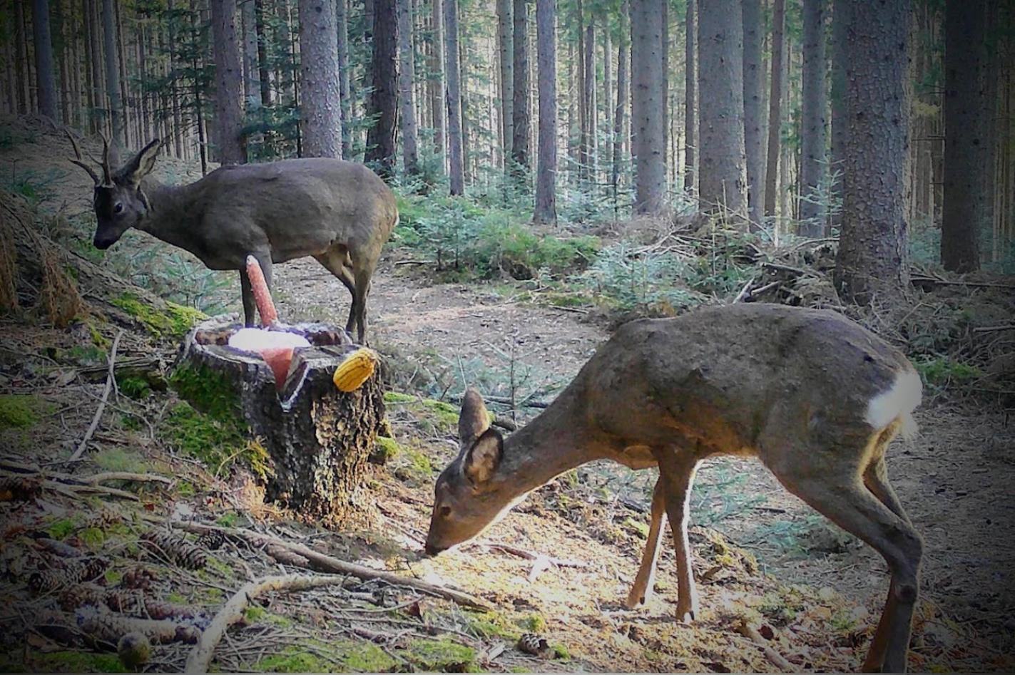 Ferienwohnung Kochs Beeren Oberfresen Eksteriør bilde
