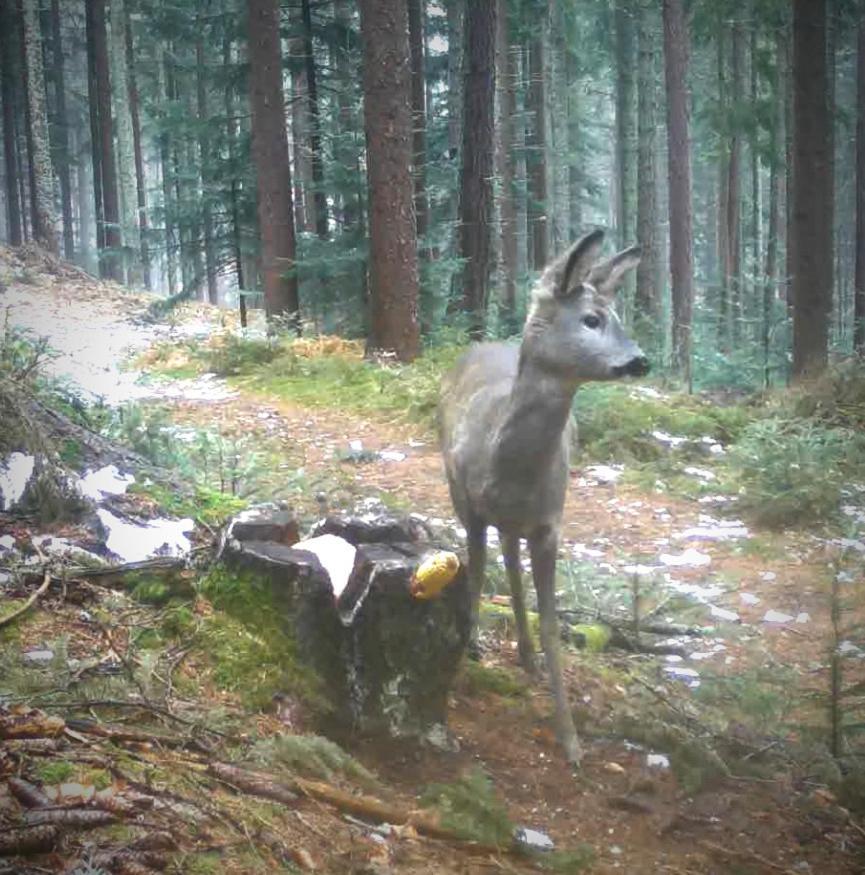 Ferienwohnung Kochs Beeren Oberfresen Eksteriør bilde