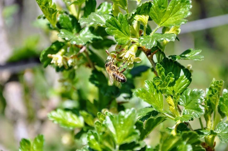 Ferienwohnung Kochs Beeren Oberfresen Eksteriør bilde